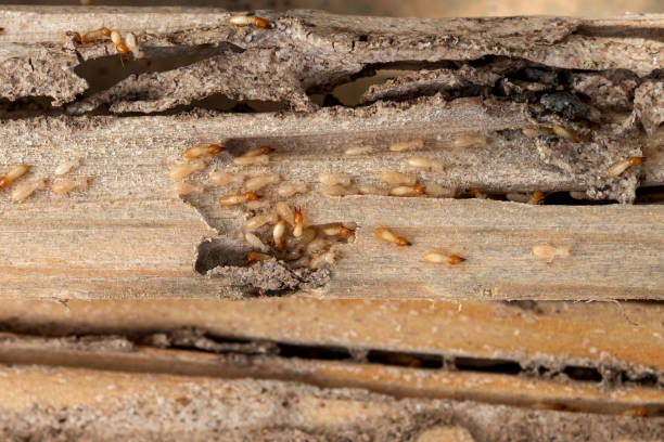 Best Wildlife Control Services  in Carleton, MI